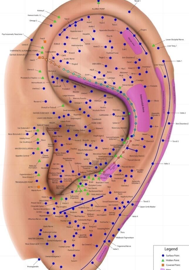 A diagram of the ear with many dots on it.